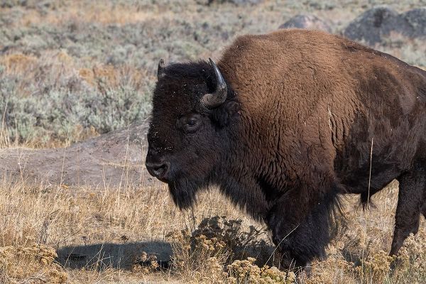 Hopkins, Cindy Miller 아티스트의 USA-Wyoming-Yellowstone National Park-Lamar Valley-Male American bison작품입니다.